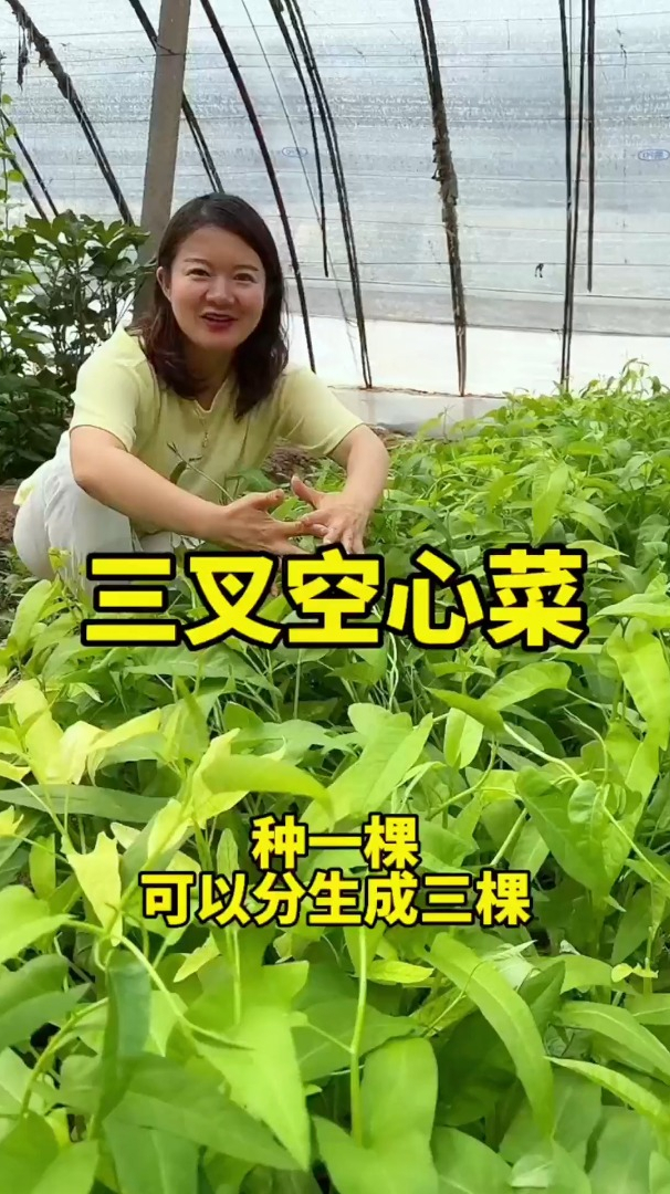它就是蔬菜“天花板”,身为南方的你吃过吗?它种一颗吃到深秋!