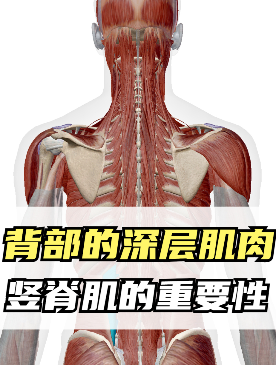 背部深层肌肉,对脊柱的保护,它们起了重要的作用