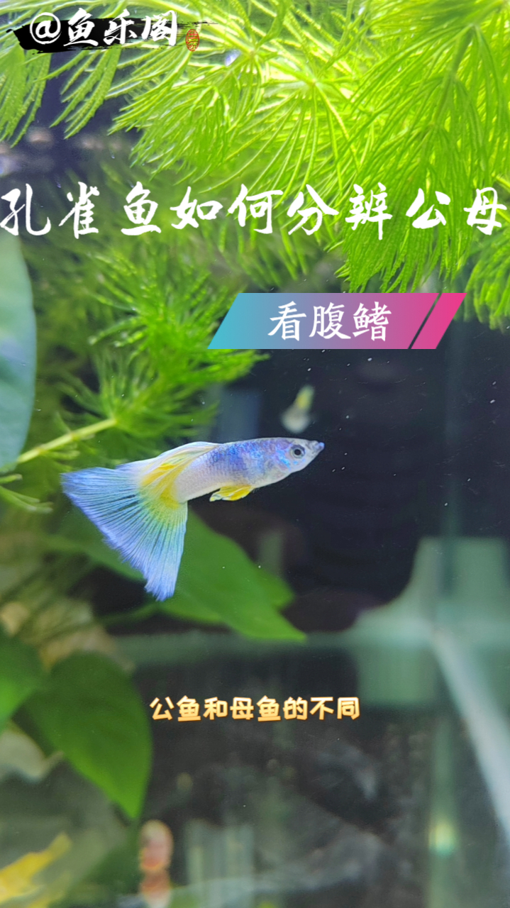 孔雀鱼如何分辨公母,您学会了吗?