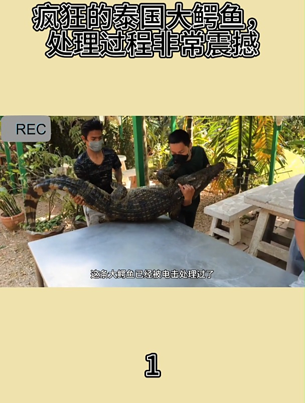 疯狂的泰国大鳄鱼,处理过程非常震撼1