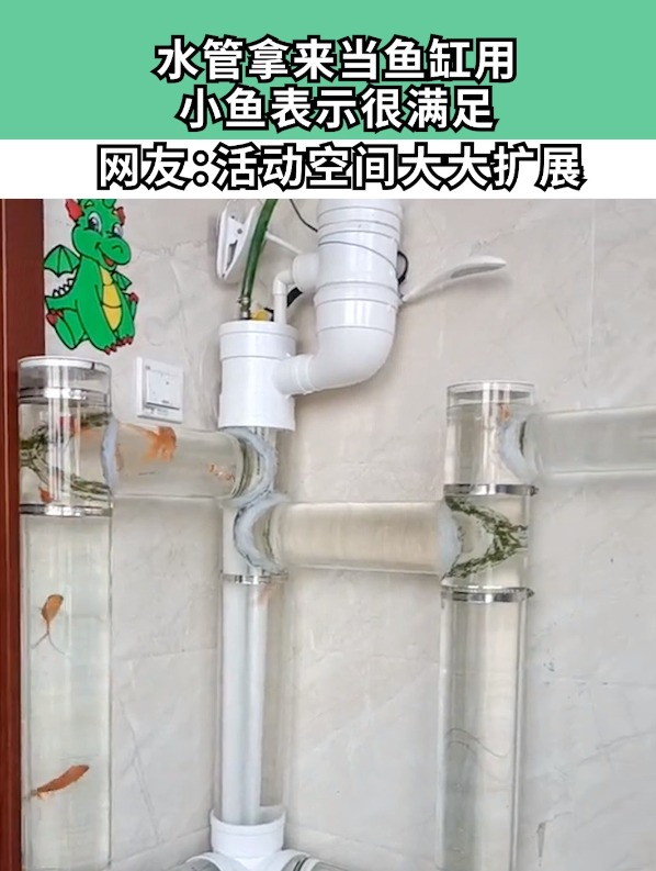 水管拿来当鱼缸用,小鱼表示很满定,网友:活动空间大大扩展!