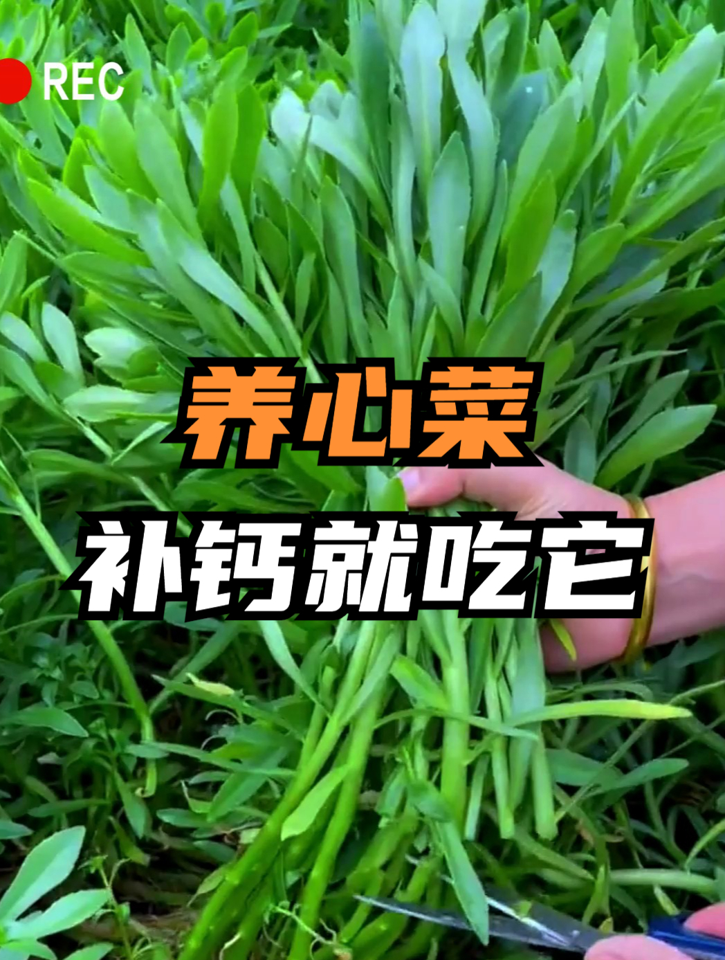 寿光新型蔬菜“养心菜”,含钙量比普通生菜高两倍,现在30元一斤
