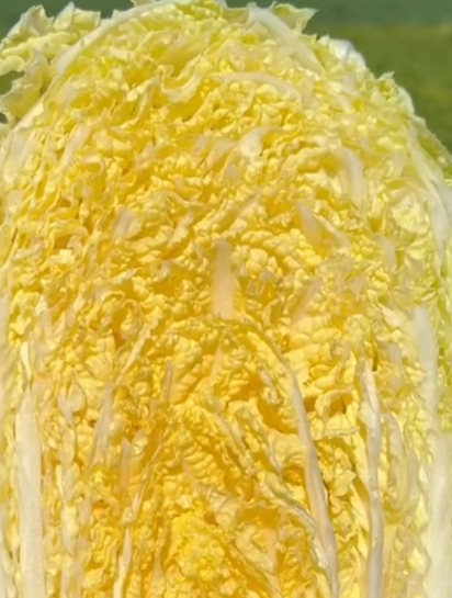 人见人爱,谁吃谁赞的“胶州大白菜”,只需掌握几点,就能高产!