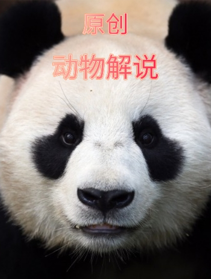 鸭子为了繁殖,不仅进化出螺旋器官,还要暴力胁迫对方?4