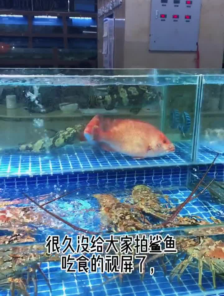 柠檬鲨一口一条珍珠斑石斑鱼柠檬鲨至尚水族阿桐梦