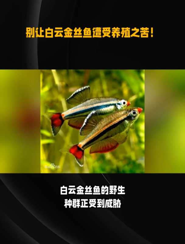 别让白云金丝鱼遭受养殖之苦!