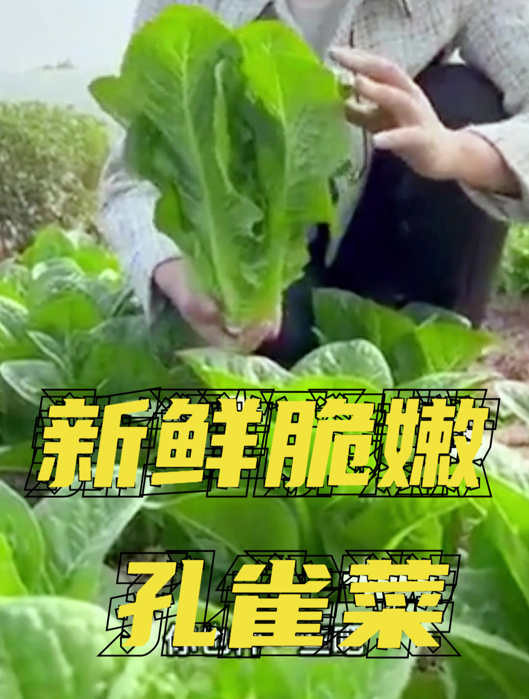 叶菜新品种孔雀菜,长得像“孔雀”开屏,还可以掰叶子连续生长