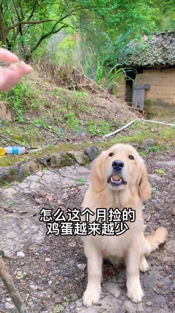 鸡什么时候下蛋,它最清楚了