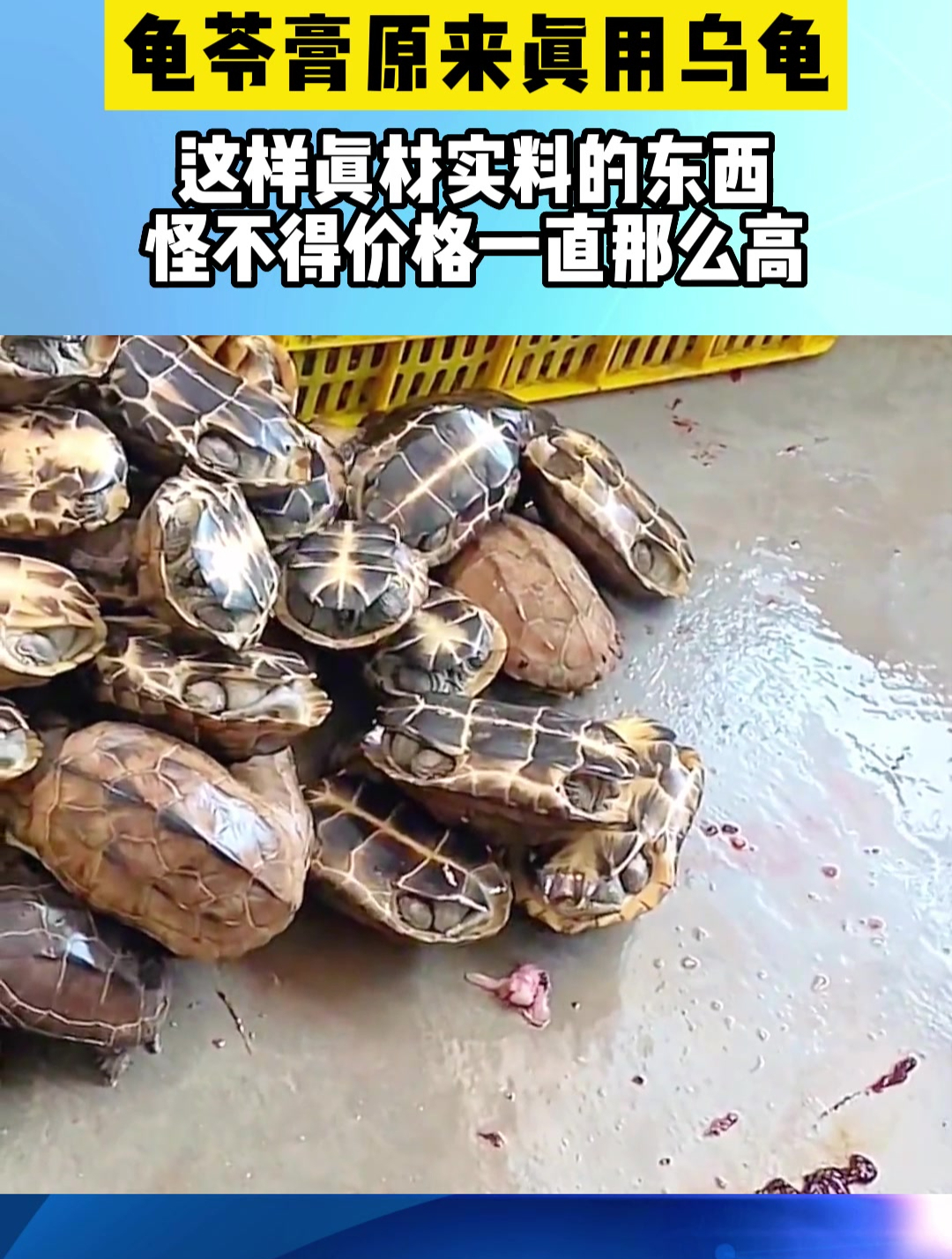龟苓膏原来真用乌龟,这样真材实料的东西,怪不得价格一直那么高