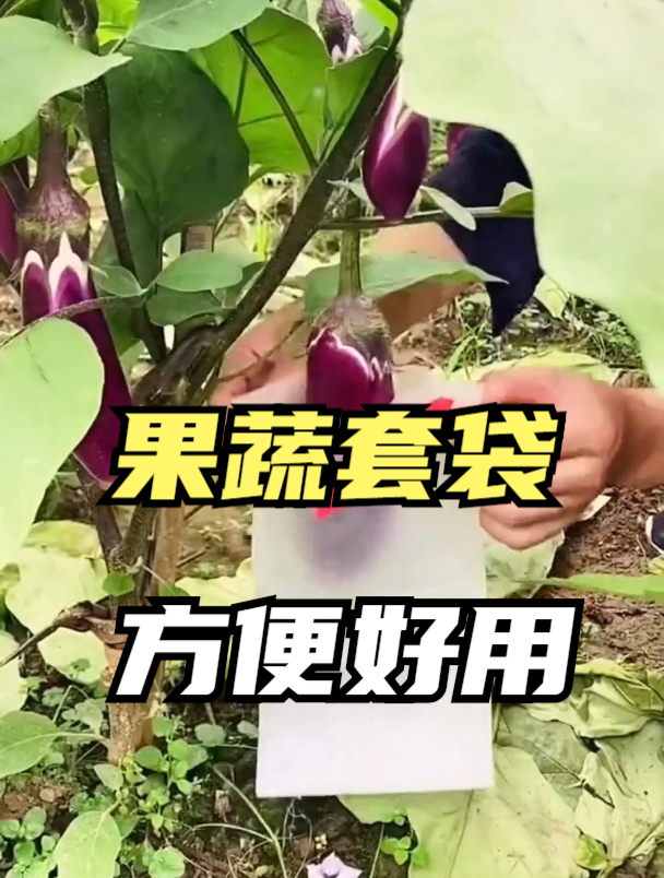 寿光果农种菜都“套袋”,本以为是防小偷,网友解释后,我懂了!