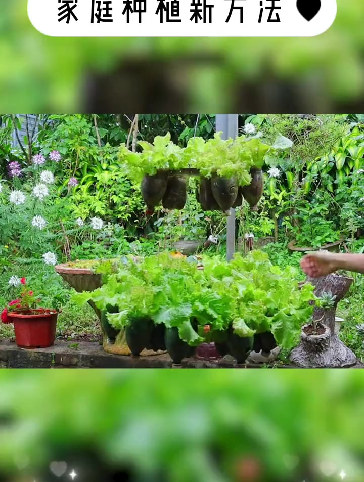 家庭空中小菜园,制作简单,种植方便