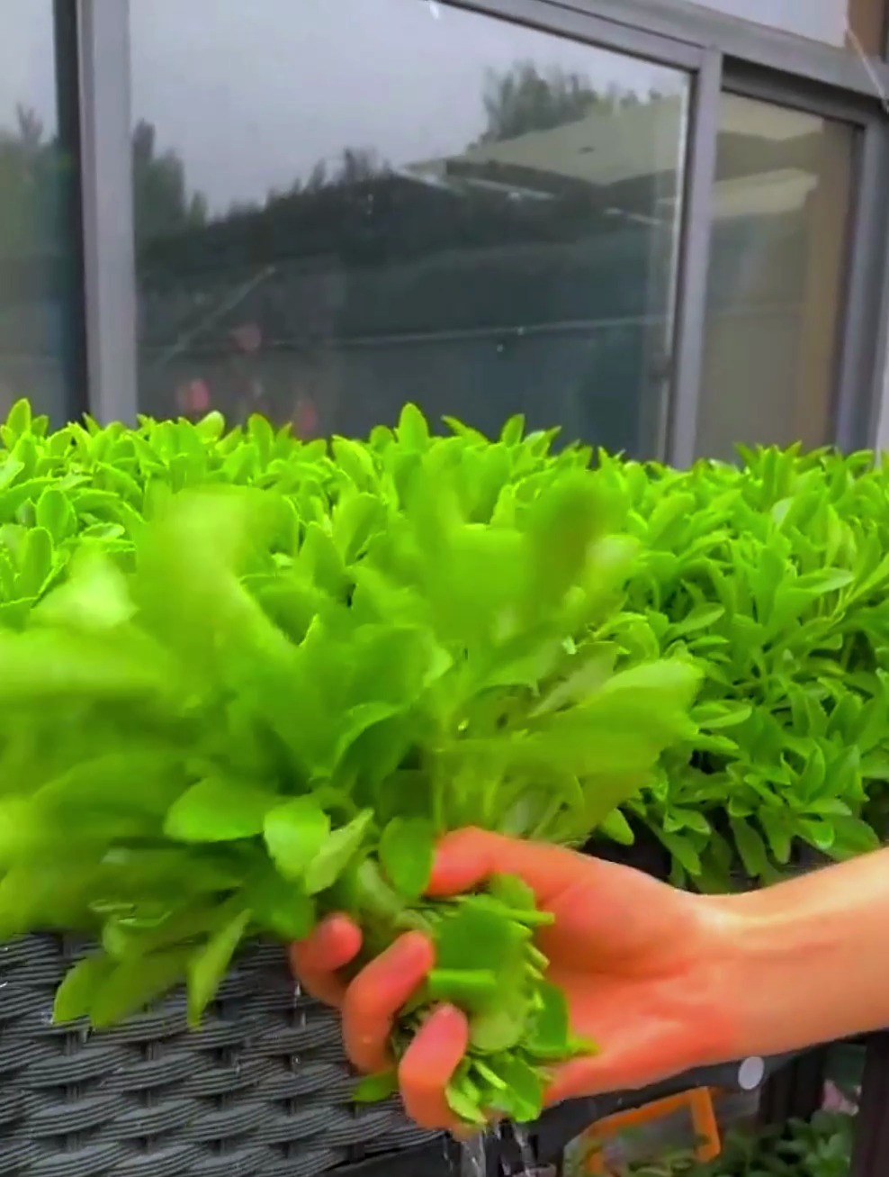 此“高钙菜”,撒子就疯长,钙是鸡蛋的5倍,清炒下火锅口感好