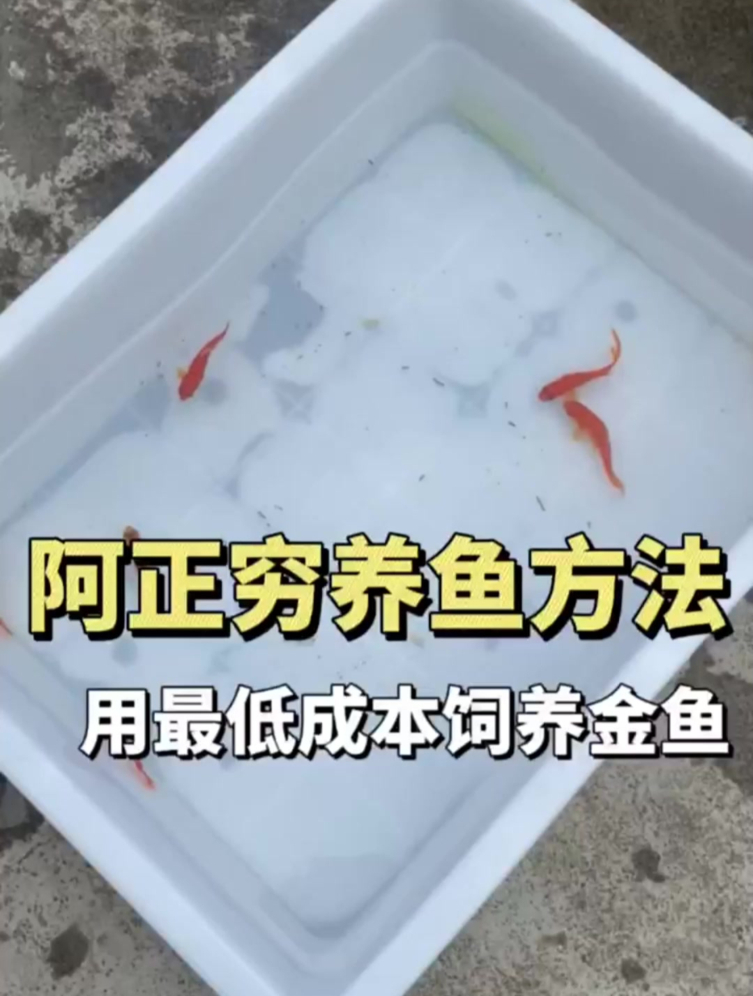 为什么我的隔三差五死一个,滤材过滤打氧,啥都有密度也小