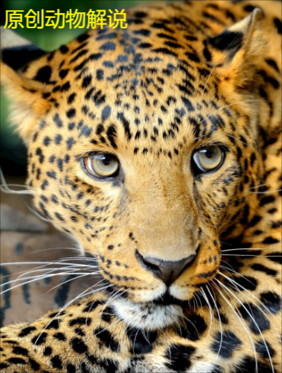 为什么人类只吃鱼翅,不吃鲨鱼肉?鱼翅又是指鲨鱼哪个部位?1