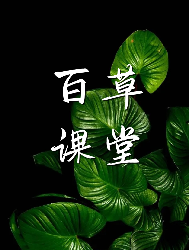 认识一下地木耳,又叫雷公屎,营养价值还高