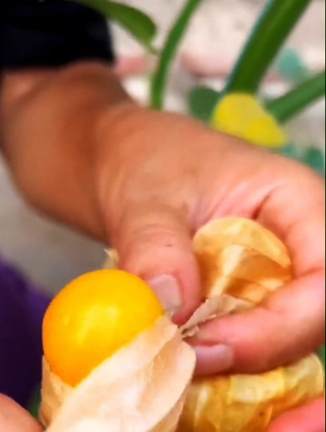 在家种植姑娘果,使用这个方法,可以种出高产的姑娘果越吃越多!