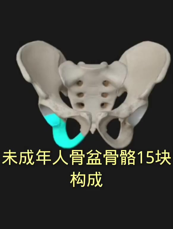 骨盆部位解剖知识(一)——未成年人和成年人的骨盆骨骼构成