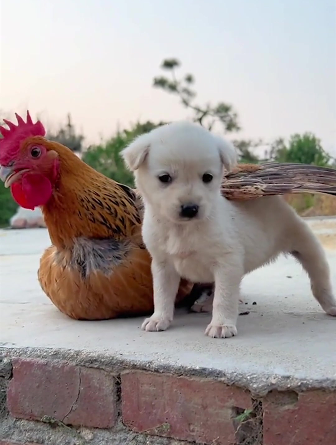 温暖和谐的鸡狗