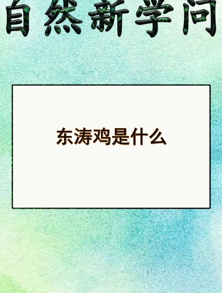 东涛鸡是什么