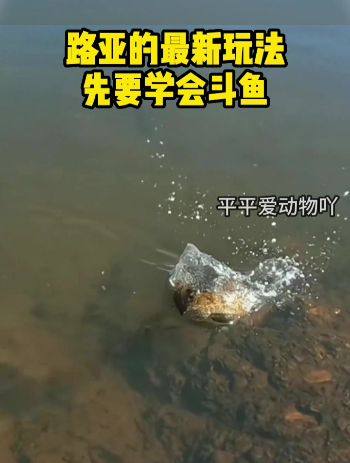 路亚的最新玩法,先要学会斗鱼