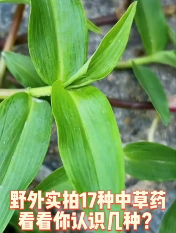野外实拍的中草药,来看看你认识几种?