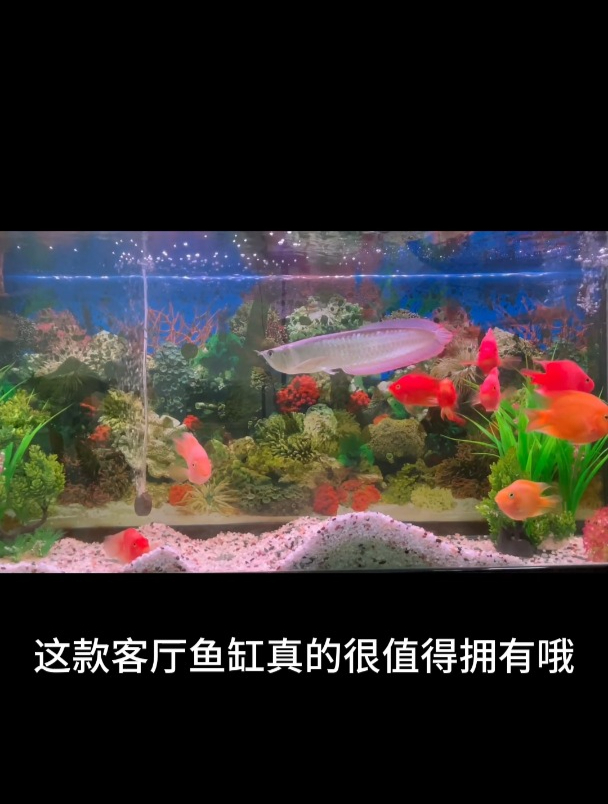 如此宽敞透明的客厅鱼缸,让我享受缤纷水族世界