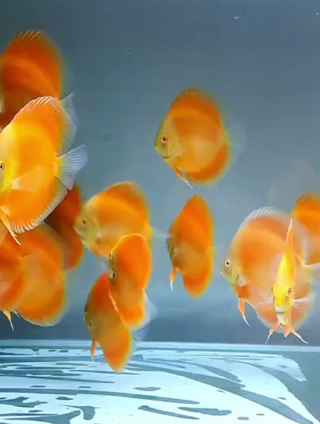 七彩神仙鱼嘴部充血，红鼻头该怎样处理？一般红色和浅色系容易有