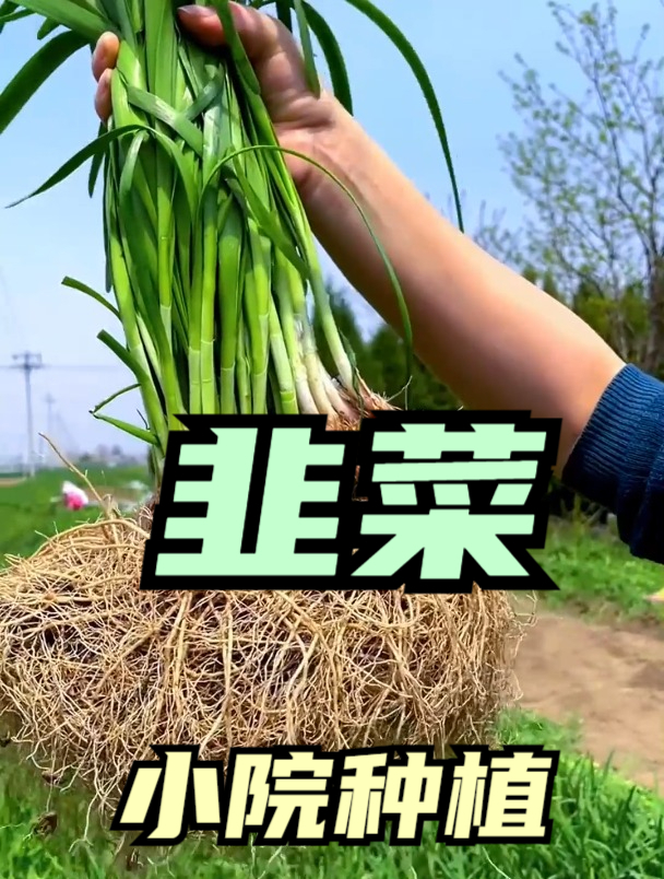 种韭菜,做好这“3步”,发芽快出苗齐,嫩绿粗壮吃不完!