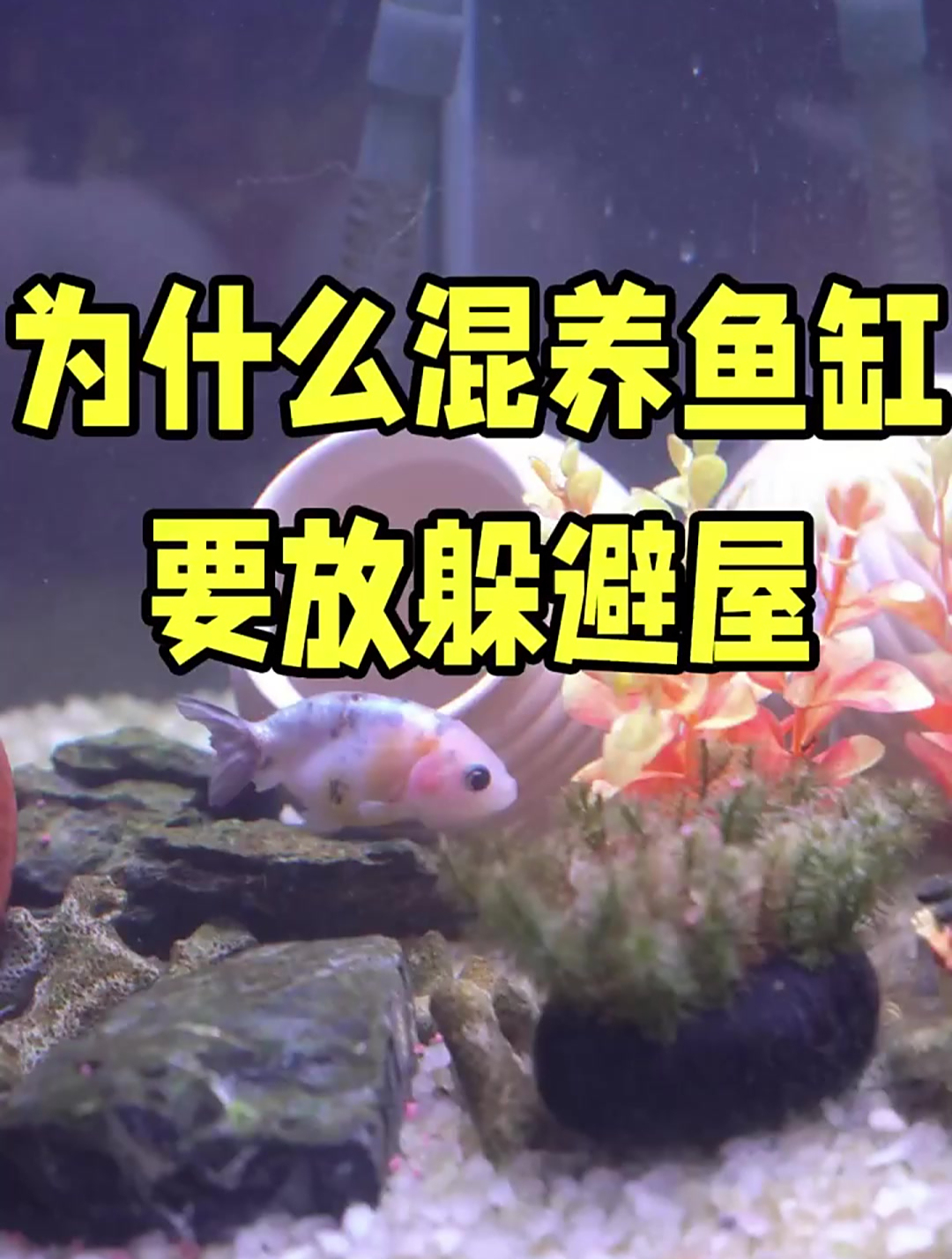混养鱼缸为什么要放躲避屋?有这几点原因!