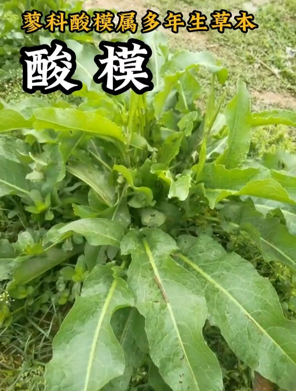 野菠菜,学名酸模。你吃过这种野菜吗?