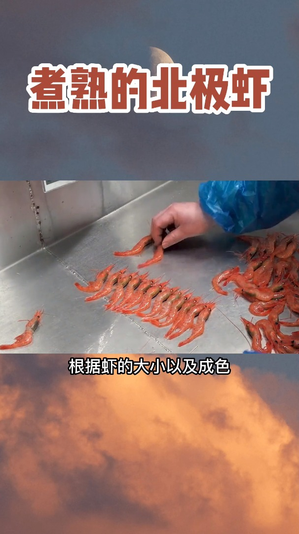 为什么买到的北极虾都是煮熟的?生的不能卖吗