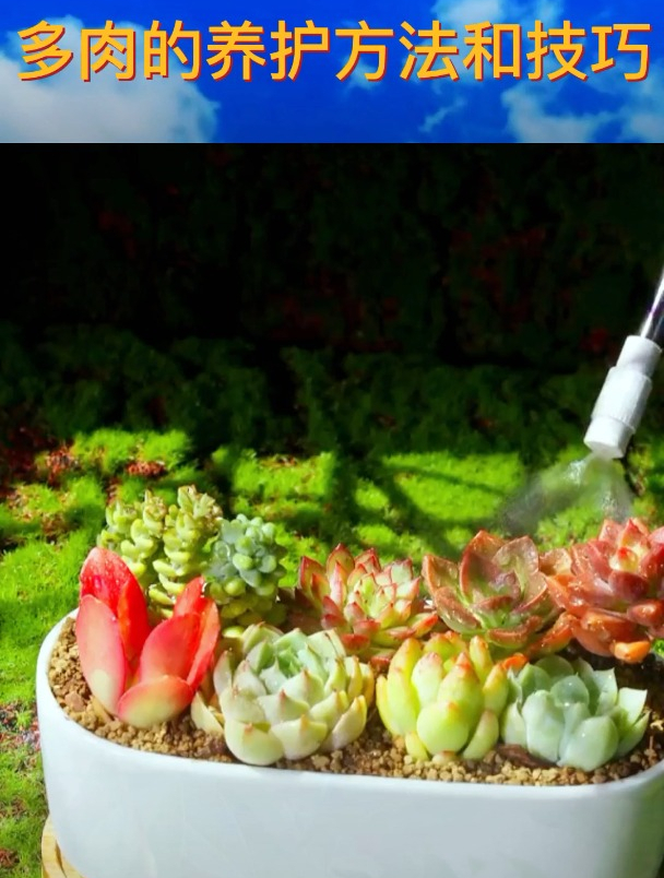 室内最常见的10种多肉,牢记这2种养护方法,个个饱满艳丽