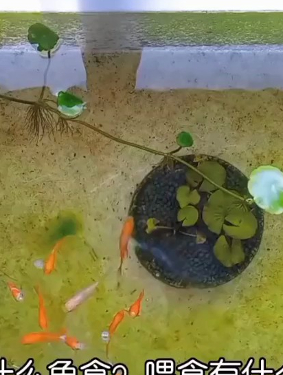 阳台上养锦鲤,喂什么鱼食合适?一天喂食两次,每次两分钟内吃完