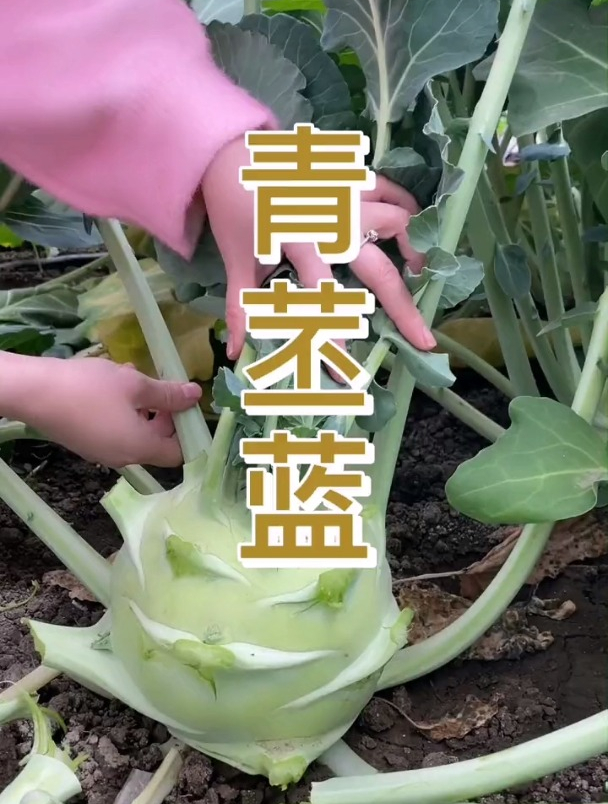 介绍一种不一样的蔬菜“苤蓝”,常被人误认为是萝卜,快看看!