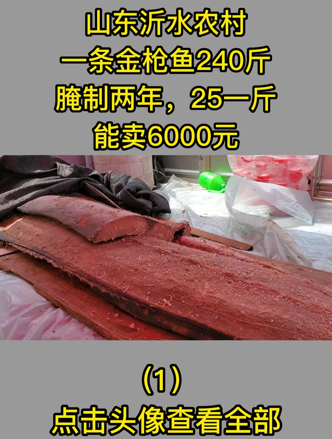 山东沂水农村,一条金枪鱼240斤,腌制两年,25一斤,能卖6000元1