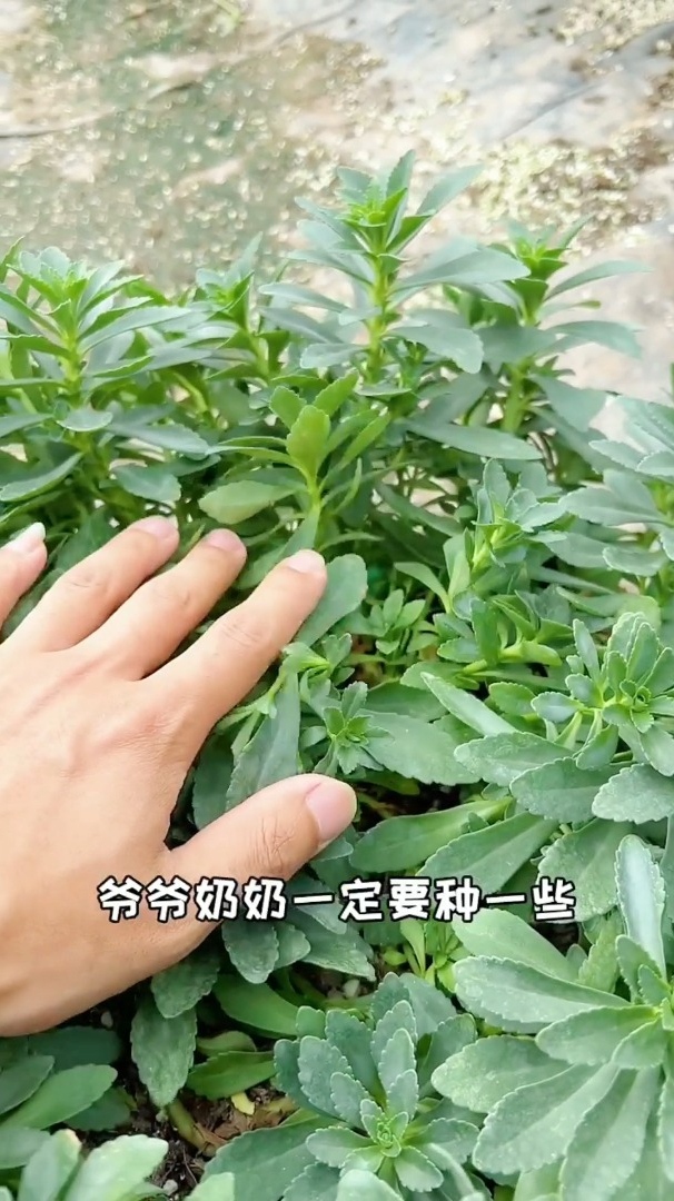 最火的蔬菜高钙养心菜,种一次吃一年,可以多茬采收!