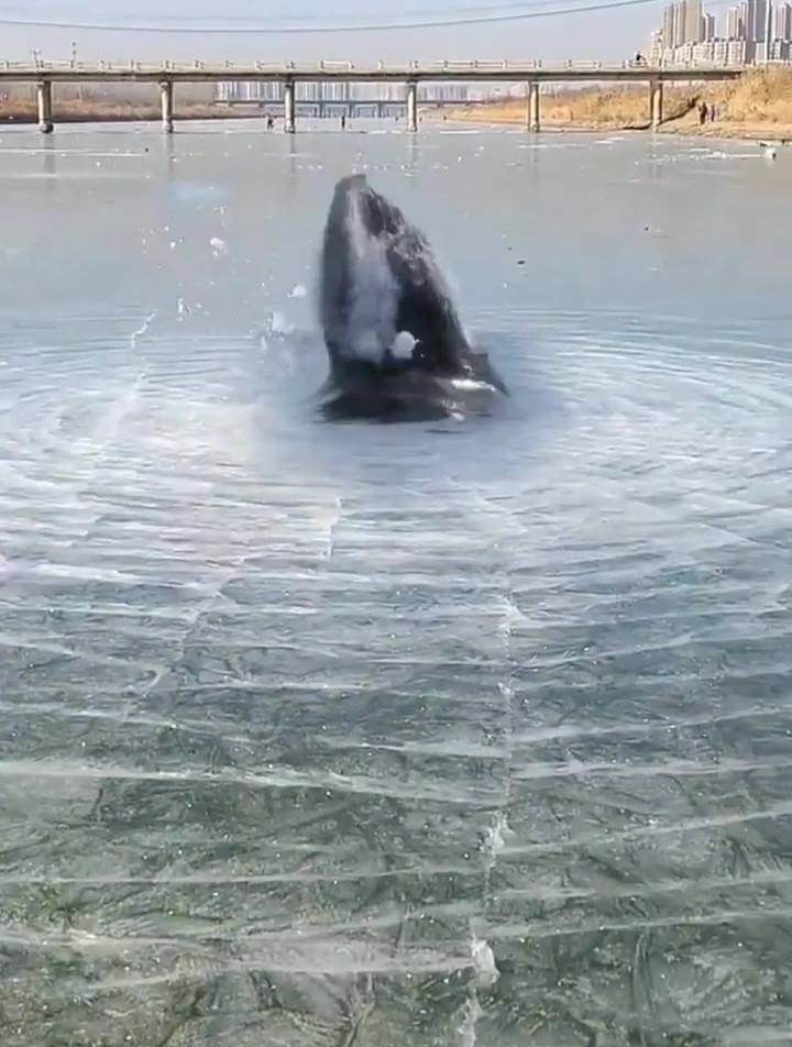 今天用这小鞭炮炸个冰,炸个鱼,你们说这威力如何?