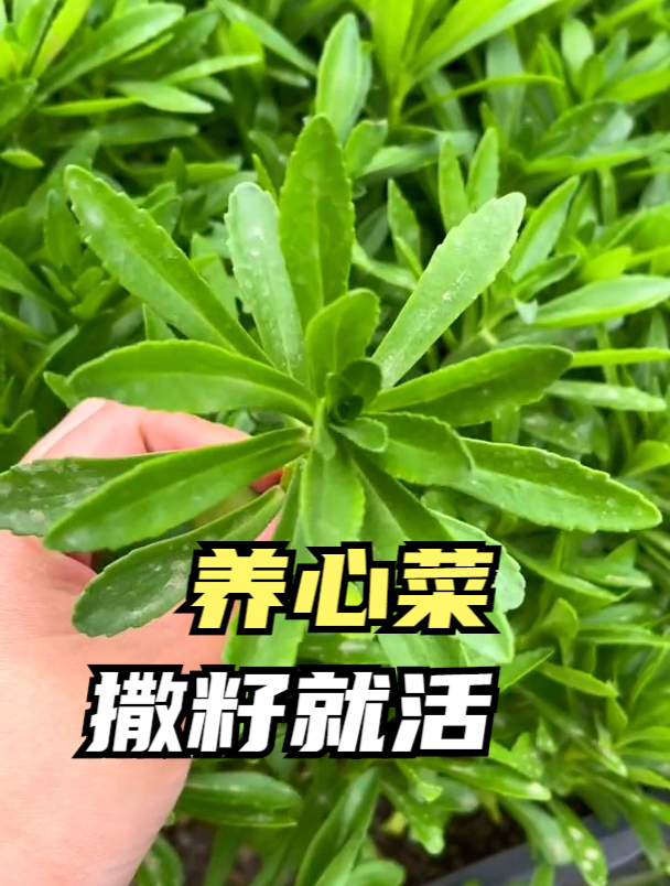 农民种植20亩养心菜,市场16元一斤还不够卖,邻居看了酸水直冒!
