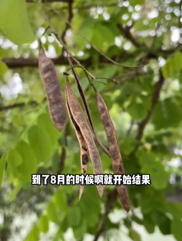 到了洋槐花盛开的季节,你知道它多少种吃法