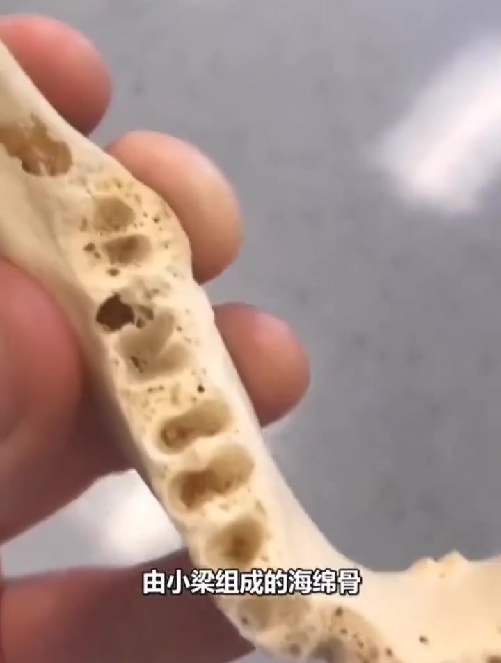 这就是下颌骨,人体结构!