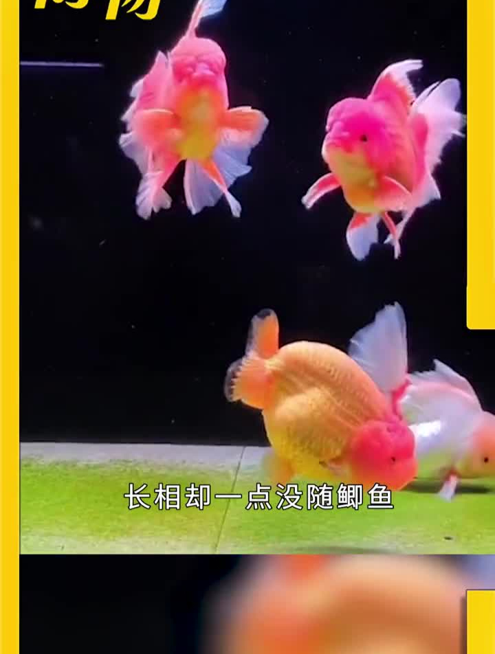 小金鱼是怎么长出来大奔头,大眼泡的?