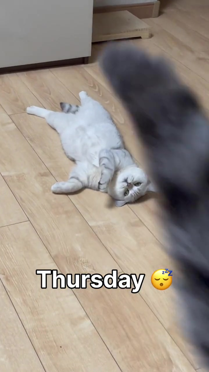 给你们看看一睡一周的小猫咪长啥样