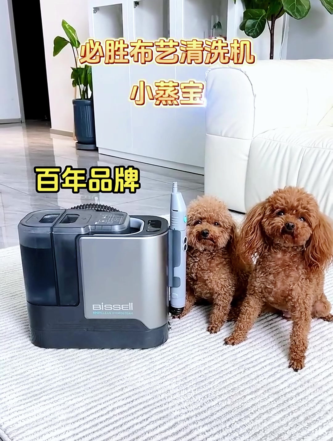 有这个小蒸宝,养宠家庭也能愉快的铺地毯啦!