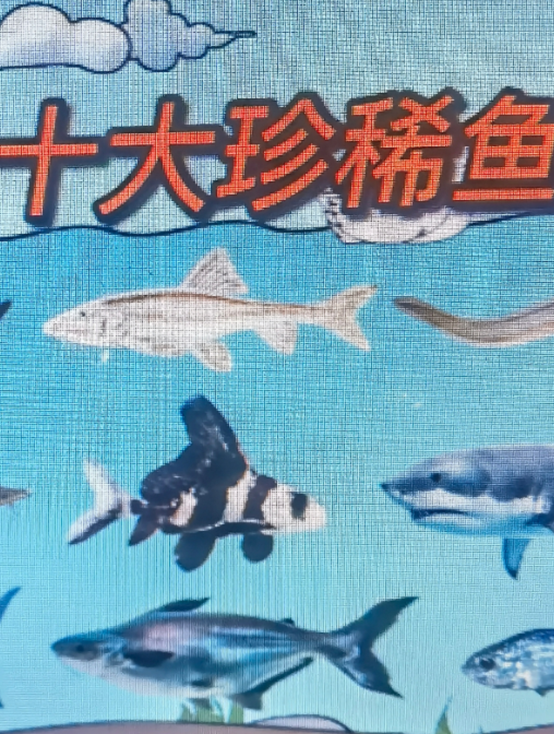 世界十大珍稀鱼类——第十名:大白鲨。你知道其它九名是什么吗?