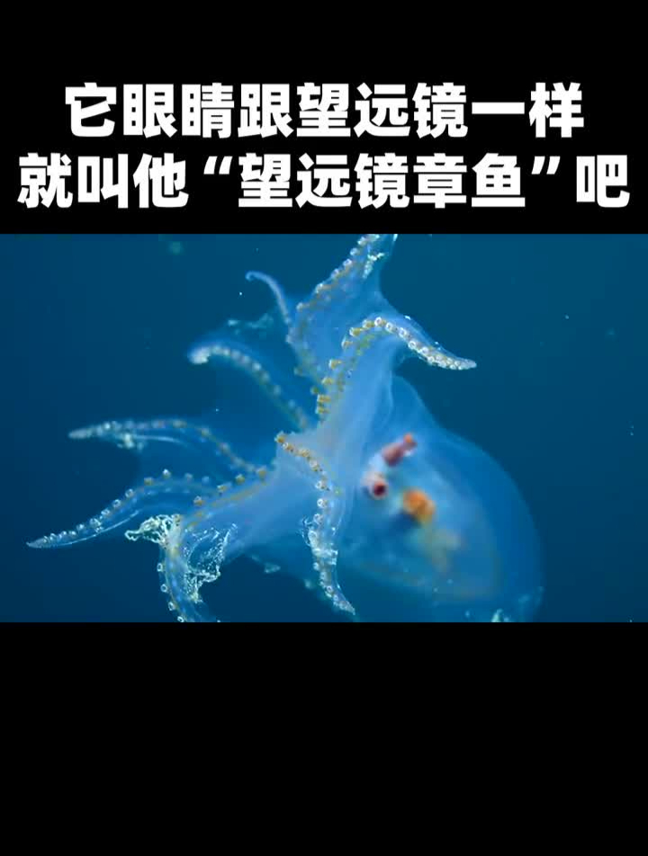 这个章鱼的透明程度跟水母有的一比海洋生物神奇动物在章鱼