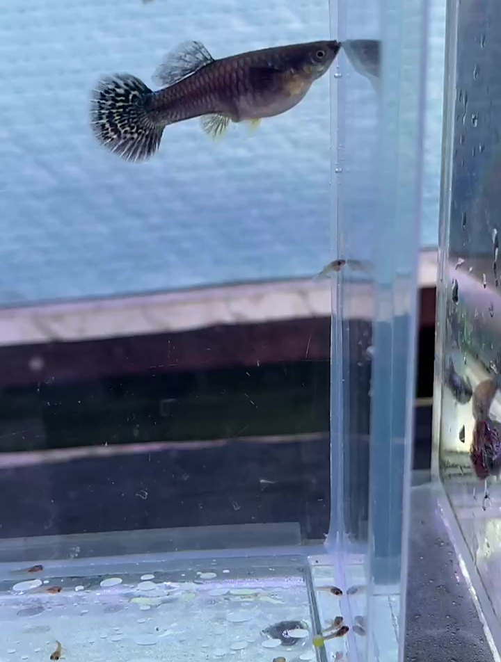 大耳朵马赛克种鱼