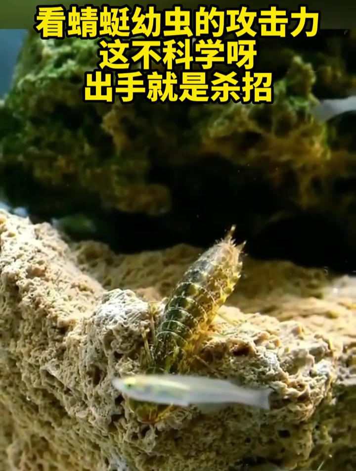 看蜻蜓幼虫的攻击力,这不科学呀!出手就是杀招