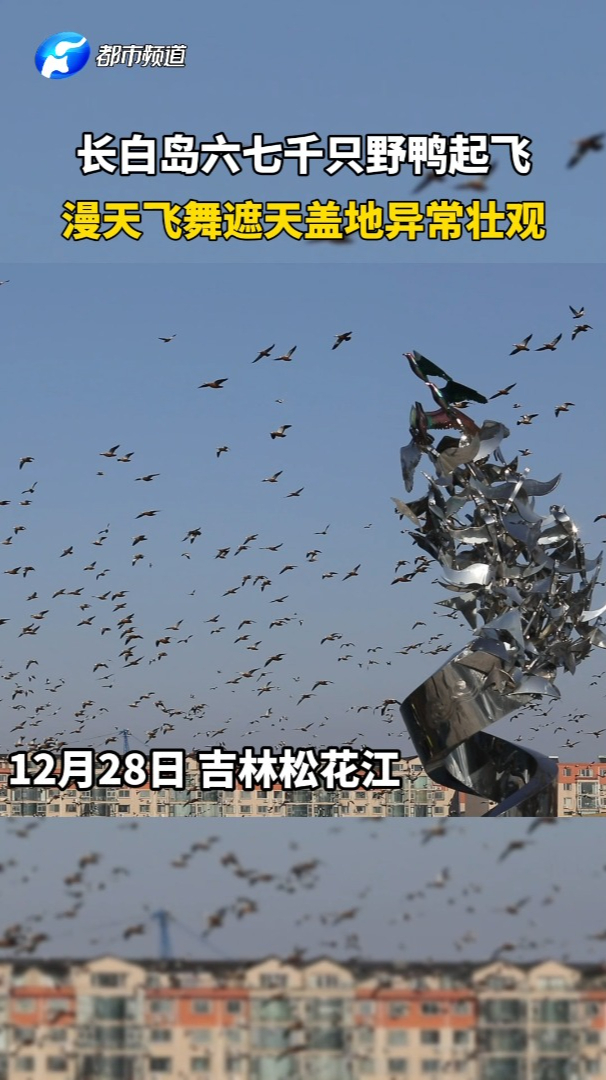 长白岛六七千只野鸭起飞,漫天飞舞遮天盖地异常壮观