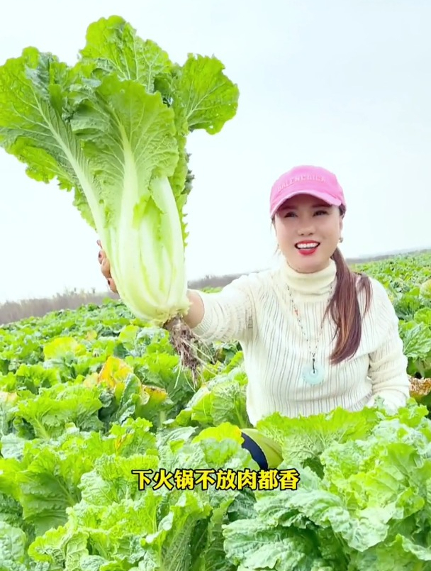 是什么样的白菜,连天蓬元帅都拱不动?一颗长到50斤,真是震惊!