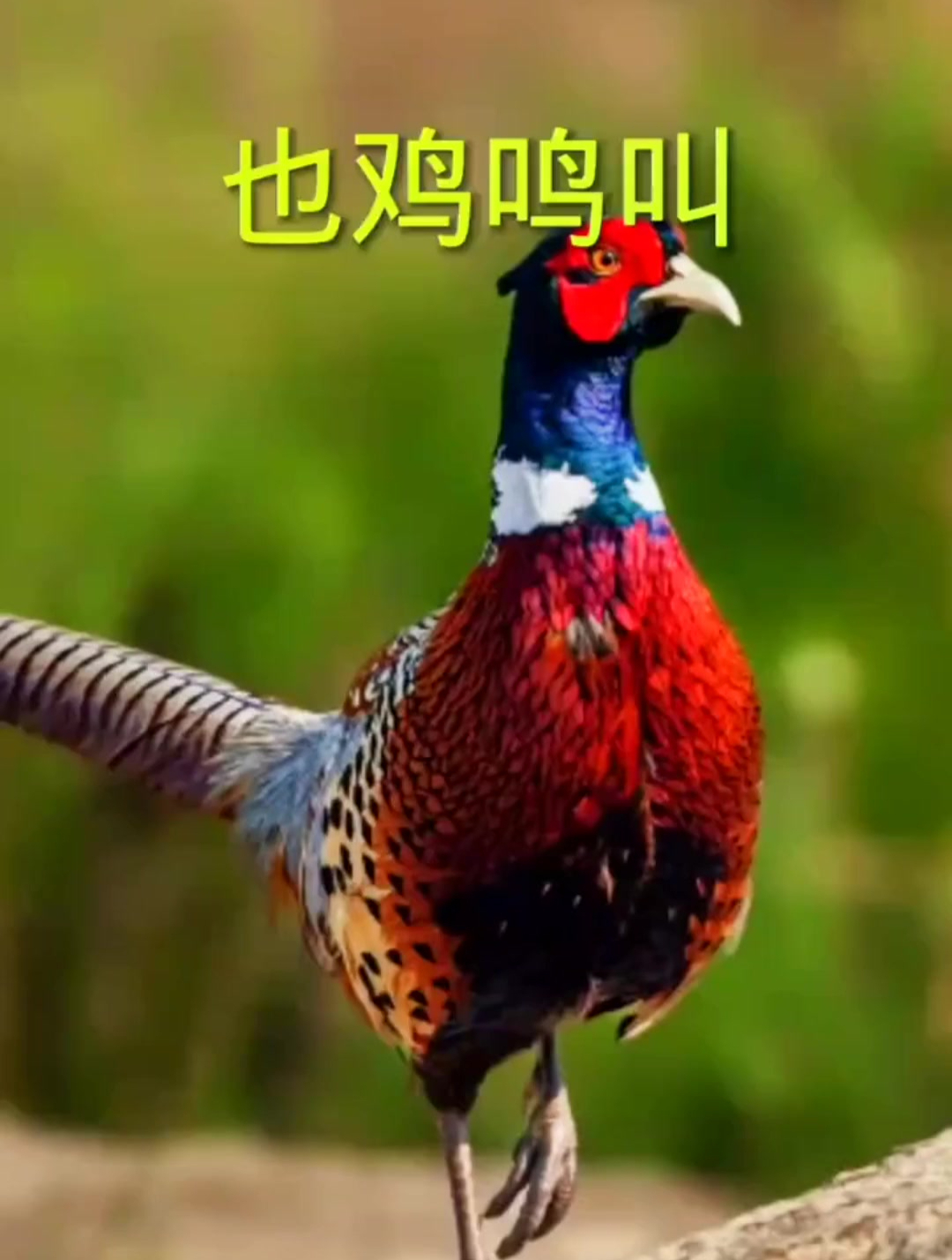 人与自然和谐共处 环颈雉鸡叫声